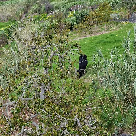 Apartment Casa Da Piedade, A In Madeira